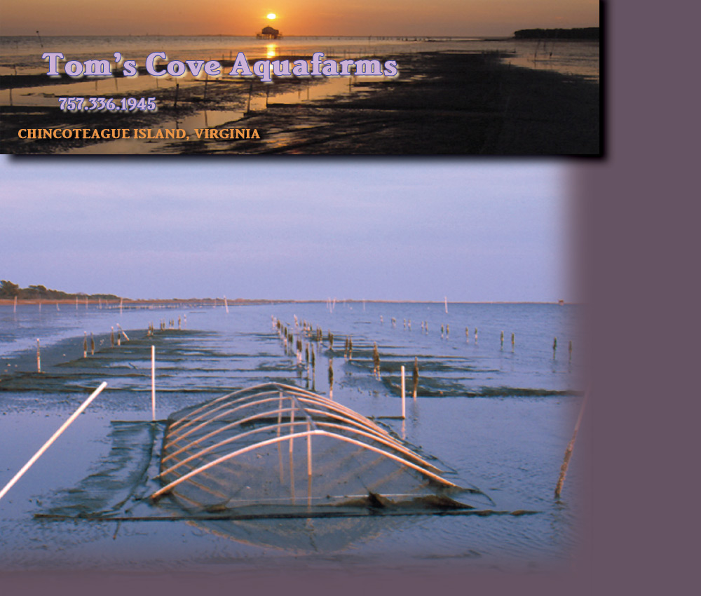 Image of the clam aquafarm