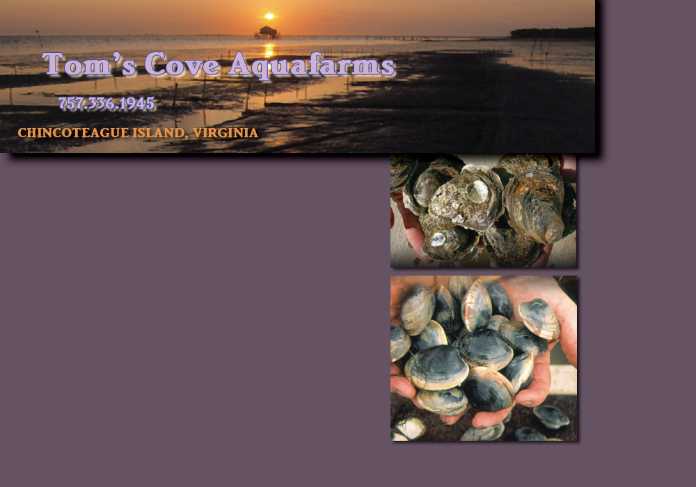 composite image of clams,oysters and sunset
