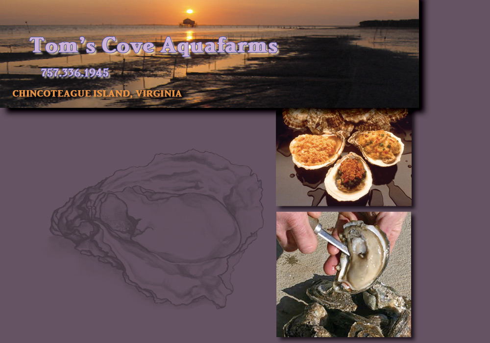 Composite  image of Oysters